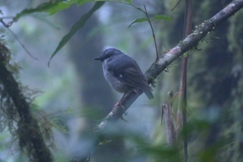 Heteromyias albispecularis observed 2017-09-26