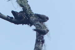 Daphoenositta papuensis