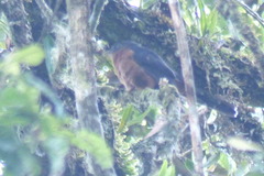 Cacomantis flabelliformis