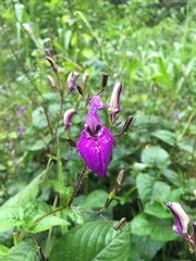 Brillantaisia lamium