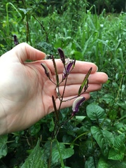 Brillantaisia lamium