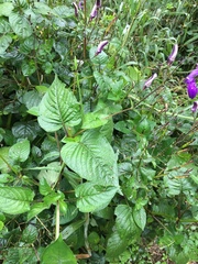 Brillantaisia lamium