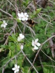 Bombus terrestris