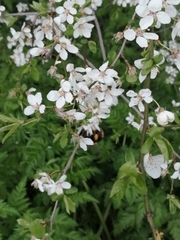 Bombus terrestris