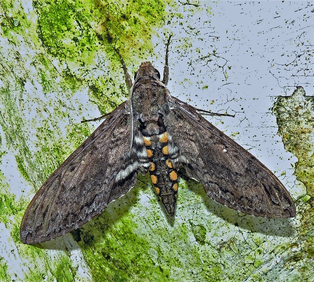 Carolina Sphinx
