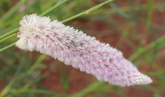 Ptilotus calostachyus