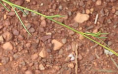 Ptilotus calostachyus