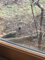 Junco hyemalis