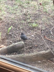 Junco hyemalis