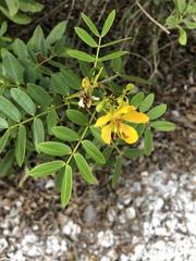 Senna ligustrina