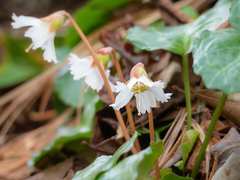 Shortia galacifolia