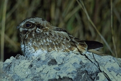 Eleothreptus candicans