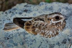 Eleothreptus candicans