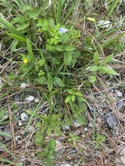 Wahlenbergia marginata