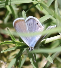 Echinargus