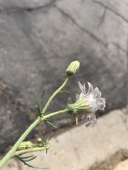 Calycoseris wrightii