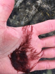 Antithamnionella pacifica
