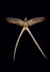 Macropsalis forcipata