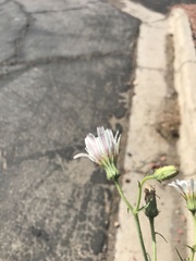 Calycoseris wrightii