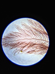 Antithamnionella pacifica