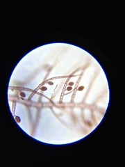Antithamnionella pacifica