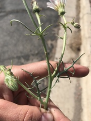 Calycoseris wrightii