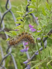 Estigmene acrea