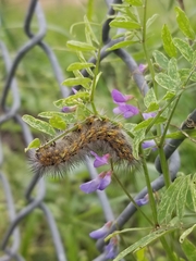 Estigmene acrea