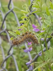 Estigmene acrea
