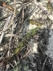 Opuntia drummondii