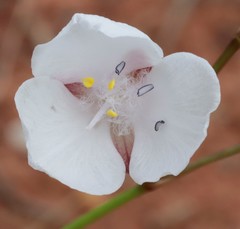 Murdannia graminea