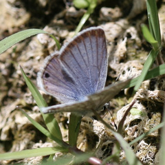 Echinargus