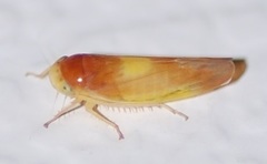 Colladonus setaceus