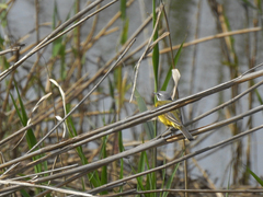 Motacilla flava iberiae