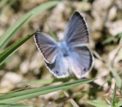 Echinargus