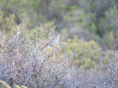 Pseudoseisura gutturalis