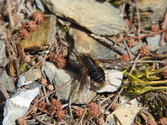 Bombylius analis
