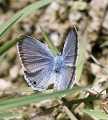 Echinargus
