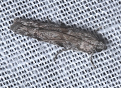 Cryptoblabes hemigypsa