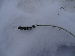 Myriophyllum sibiricum