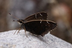Cogia caicus