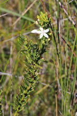 Philotheca queenslandica