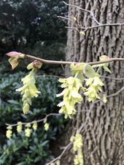 Corylopsis