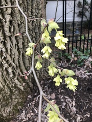 Corylopsis