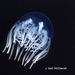 Curtained Jelly - Photo (c) Neil McDaniel, some rights reserved (CC BY-NC), uploaded by Neil McDaniel