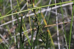 Westringia tenuicaulis