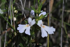 Westringia tenuicaulis