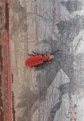 Cucujus cinnaberinus