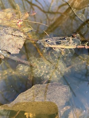 Ambystoma maculatum