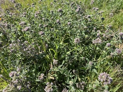 Phacelia californica